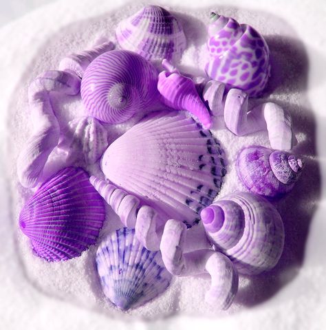 purple sea shells Lovely Lavender, Purple Girls, Color Lila, Purple Reign, Purple Love, All Things Purple, Lemon Drop, Purple Lilac, Purple Rain