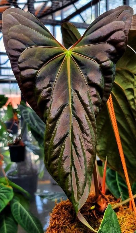 Anthurium Polyschistum, Anthurium Pallidiflorum, Anthurium Papillilaminum, Rare House Plants, Exotic House Plants, Messy Aesthetic, Anthurium Plant, Goth Garden, Plant Goals