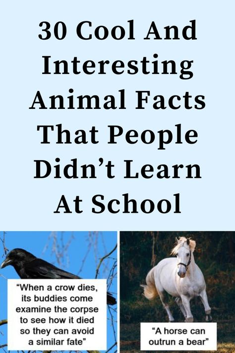 30 Cool And Interesting Animal Facts That People Didn’t Learn At School  #Cool #And #Interesting #Animal #Facts #That #People #Didn’t #Learn #At #School Random Facts About Animals, Fun Facts Animals, Animal Fun Facts, Interesting Animal Facts, Fun Animal Facts, Weird Animal Facts, Polar Bear Fur, Animal Facts Interesting, Most Dangerous Animals