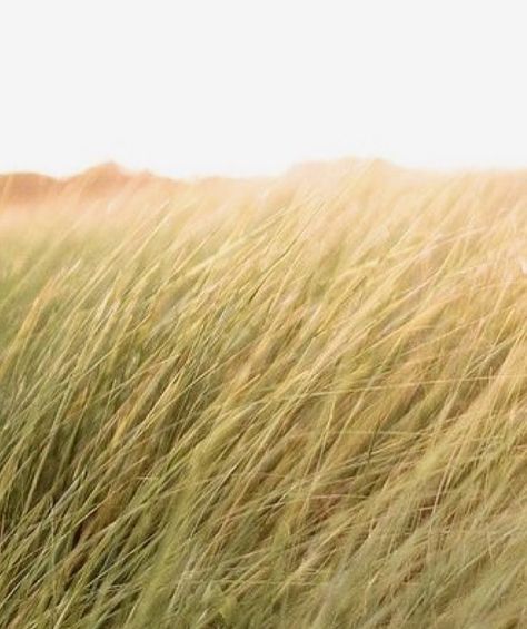 Find me an open field, on a windy day, with waves of tall blowing grass and you will find my happy place. Where’s your happy place? Kubo And The Two Strings, Farm Landscape, Pioneer Life, Blowing In The Wind, Into The West, Fields Of Gold, New Farm, Open Field, Windy Day