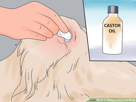 3 Ways to Remove Warts on Dogs - wikiHow Pet Dog Warts, Remove Skin Tags Naturally, Warts Remedy, Wart Remover, Remove Warts, Ligament Tear, General Anaesthesia, Dog Steps, Skin Tags