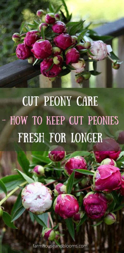 Peony Care, Growing Peonies, Garden Remedies, Window Box Flowers, Peonies And Hydrangeas, Cut Flower Garden, Peonies Garden, Peony Flowers, Outdoor Flowers