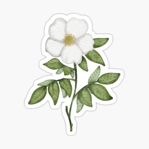 Cherokee rose sticker, Georgia state flower sticker Georgia State Flower, Cherokee Rose, Rose Sticker, Flower Stickers, Esoteric Art, Georgia State, Hand Drawn Illustration, Floral Stickers, Dark Academia Aesthetic