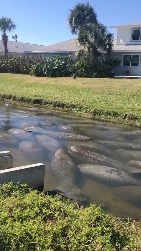 Sea Cow, Manatees, Prehistoric Animals, To Be Loved, Marine Animals, Caribbean Sea, Gulf Of Mexico, Cute Little Animals, Sea Animals