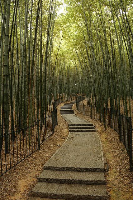 Bamboo Trees, Visit China, Chinese Garden, Bamboo Forest, Ulsan, China Travel, 판타지 아트, Hangzhou, Botanical Garden