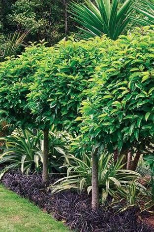 Portuguese Laurel, Hedges Landscaping, Garden Hedges, Hedging Plants, Landscaping Inspiration, Have Inspiration, Native Garden, Front Yard Garden, Garden Landscape Design