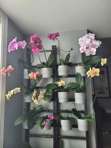 Orchid Indoor, Wall Display, Orchids, Apartment, Plants, Flowers, Wall, Green