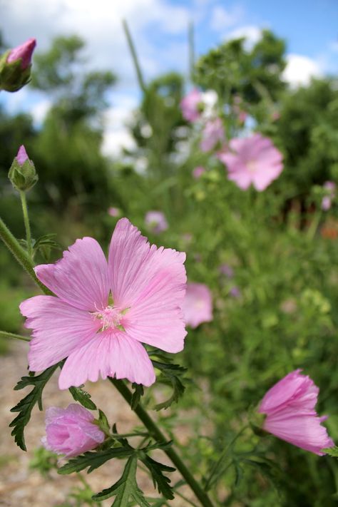 How to Grow Marshmallow Plants (Althaea officinalis) Marshmallow Plant, Wild Crafting, Mallow Plant, Medicinal Wild Plants, Front Yard Flowers, Marshmallow Flowers, Althaea Officinalis, Front Yard Plants, Mallow Flower