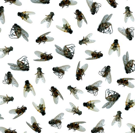 Flies Fly Insect Aesthetic, Flies Aesthetic, Insects Aesthetic, Fly Aesthetic, Dear Photograph, Diy Interior Design Projects, Fly Drawing, British Journal Of Photography, Lord Of The Flies