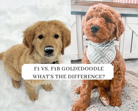 There are significant differences between an F1 vs. F1B Goldendoodle in terms of shedding, hypoallergenic traits, and hybrid vigor traits. Read our guide! F1 Goldendoodle, Goldendoodle Black, Standard Goldendoodle, F1b Goldendoodle, Parti Poodle, Dog Crossbreeds, Doodle Dogs, Dog Breeders, Golden Doodles