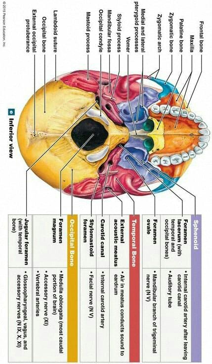 Anatomy Education, Dental Assistant Study, Medical Assistant Student, Anatomy Bones, Dental Hygiene School, Dentistry Student, Medicine Notes, Medical School Life, Dental Anatomy