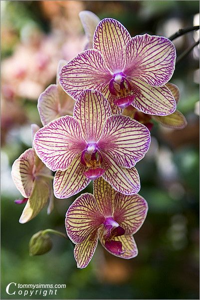 Phaelonopsis Orchid, Phaleonopsis Orchids, Unusual Orchids, Pretty Tattoo, Orchids Flowers, Atlanta Botanical Garden, Orchid Flowers, Unusual Flowers, Favorite Flower