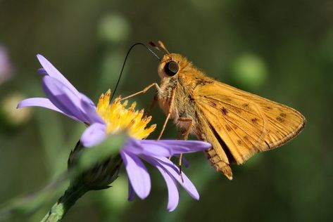 Skipper Butterfly, Tattoo Elements, Suburban Neighborhood, Prairie Garden, Tattoo Reference, Amphibians, Native Plants, Ecology, Animal Kingdom