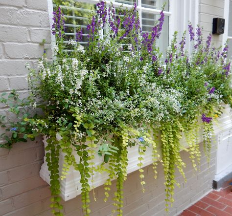 angelonia, euphorbia, and creeping jenny make up a stunning, full window box. Perrenial Window Boxes, Fake Flower Window Box Ideas, Shade Window Box Plants, Window Box Plants, Window Box Garden, Window Box Flowers, Balcony Flowers, Creeping Jenny, Window Planters