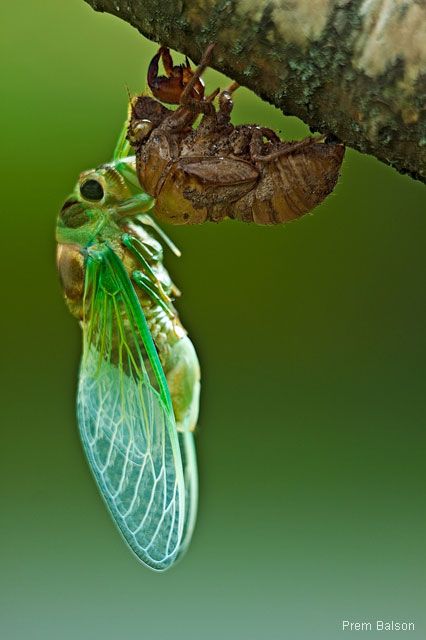 Molting Cicada by Prem Balson. I find these "shells" they leave behind all over. kinda eerie, like an empty snake skin. Cool Bugs, A Bug's Life, Beautiful Bugs, Creepy Crawlies, Arthropods, A Bug, Amazing Nature Photos, Arachnids, Bugs And Insects