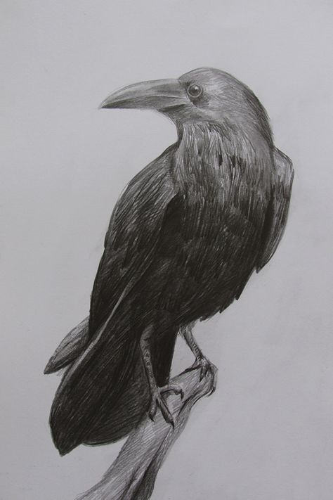 Crow Bird Drawing & Pencil Sketch JPG Crow Drawing Reference, Crow Drawing Sketch, Crow Drawing, Crows Drawing, Draw Birds, Drawing Realistic, Bird Drawing, Crow Bird, Drawing Pencil