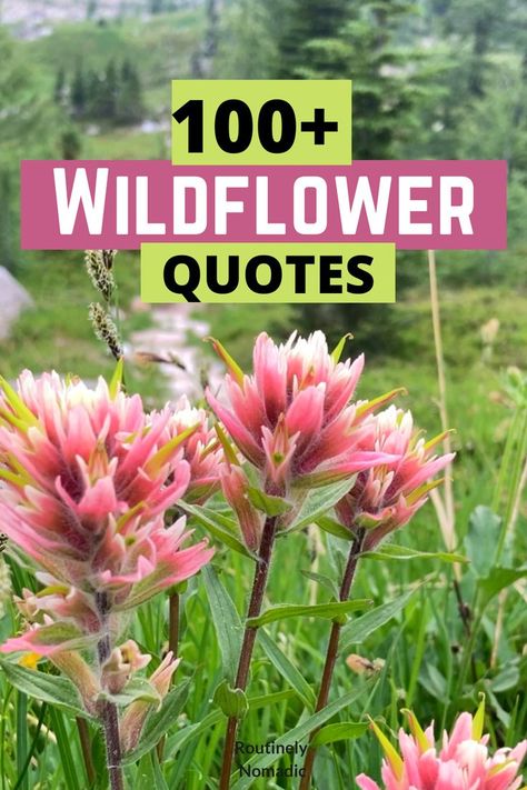 Quotes About Wildflowers, Poems About New Beginnings, Wildflower Quotes, Short Flower Quotes, Nature Captions For Instagram, Flower Captions For Instagram, Waterfall Quotes, River Quotes, Forest Quotes