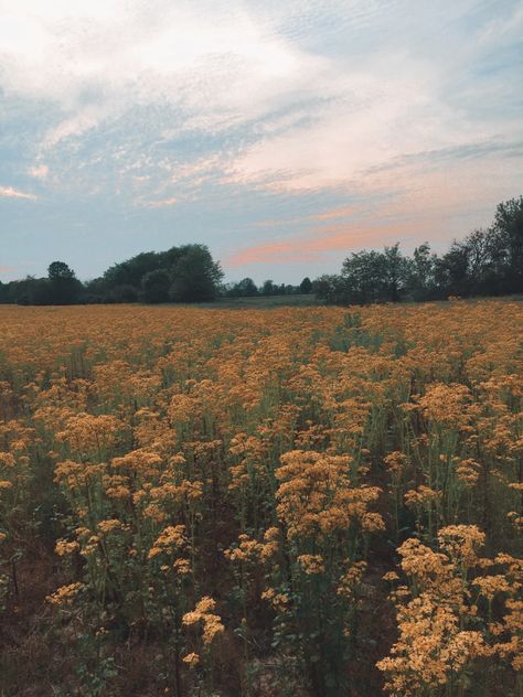 Field Of Yellow Flowers Aesthetic, Flowers Field Aesthetic, Yellow Flower Field Aesthetic, Yellow Nature Aesthetic, Yellow Field Aesthetic, Flower Fields Aesthetic, Aesthetic Flower Field, Yellow Flower Field, Open Field Aesthetic