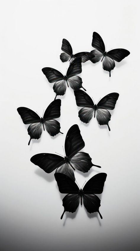 Photography of butterflys animal insect petal. | premium image by rawpixel.com Butterfly Wallpaper Black, Flowers Photography Aesthetic, White Flowers Photography, Black Butterfly Wallpaper, Black White Flowers, Wings Art, Animal Wildlife, Black And White Flowers, Photography Aesthetic