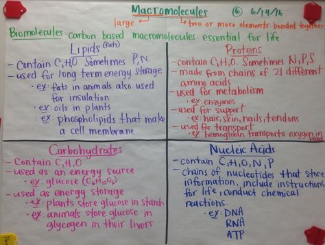 Biochemistry Final Review Sheet  Properties of Water Macromolecules Nitrogen Cycle Ecosystems:  Food Chains Populatio... Macromolecules Biology Project, Macromolecules Biology Notes, Macromolecules Biology, Foldable Ideas, Water Worksheet, Chem Notes, Biology Project, Elementary Science Experiments, School Science Experiments