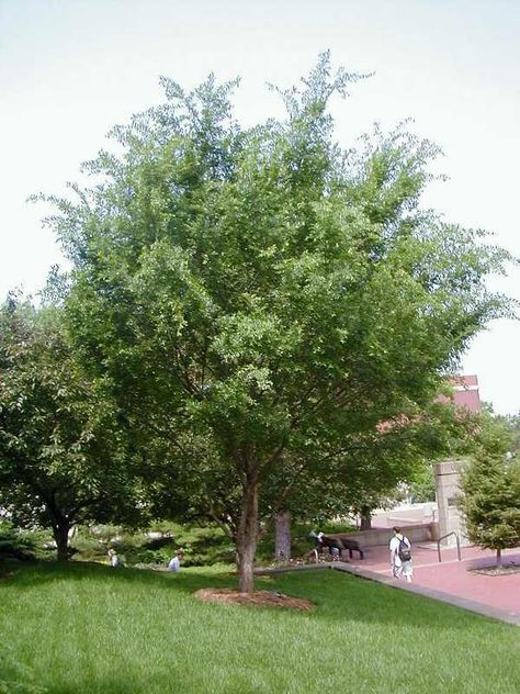 Trees That Grow In Clay Soil, Lacebark Elm, Drought Tolerant Trees, Planting Fruit Trees, Elm Tree, Crabapple Tree, Fast Growing Trees, Sandy Soil, Clay Soil