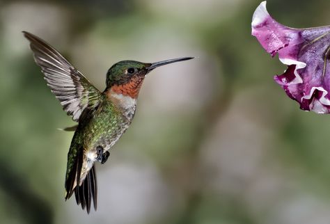 Red Throated Hummingbird, Hummingbird Feather, Hummingbirds Photography, Hummingbird Nectar, Hummingbird Pictures, Ruby Throated Hummingbird, Hummingbird Garden, Hummingbird Tattoo, Owl Bird