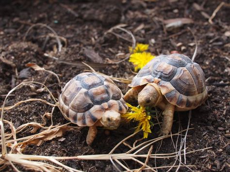 Egyptian Tortoise, Russian Tortoise Diet, Red Footed Tortoise, Kawaii Turtle, Turtle Names, Land Turtles, Russian Tortoise, Tortoise Care, Pet Turtle