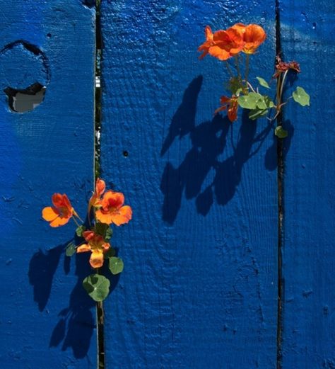 ** Orange & blue Blue Fence, Orange Aesthetic, Love Blue, Mellow Yellow, Color Textures, Orange Flowers, Blue Aesthetic, 그림 그리기, Green And Orange