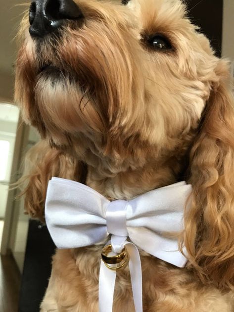 Dog Ring Bearer Collar, Dog Bow Tie Wedding, Dog Ring Bearer, Dog Wedding Outfits, Ring Bearer Dog, Wedding Dog Collar, Collar Accessories, Beaded Dog Collar, White Bow Tie