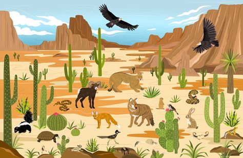 North American Desert 🌵 - A new spread exploring animals found in the North American Desert and their environment from my new World of Animals Sticker Book ✨ Illustrated by me Written by: Barbara Pospisilova, Joli Hannah Published by: Albatros Media • • • #bookillustration #bookillustrator #mountainillustration #stickerbook #animalillustration #landscapeillustration #stickerillustration #travelillustration #travelillustrator #animaldrawing #childrensbook #childrensstickerbook #bethanylord ... Animals In Desert, Desert Animals And Plants, Desert Illustration, American Desert, Desert Animals, Desert Environment, Mountain Illustration, Art Sea, Travel Illustration