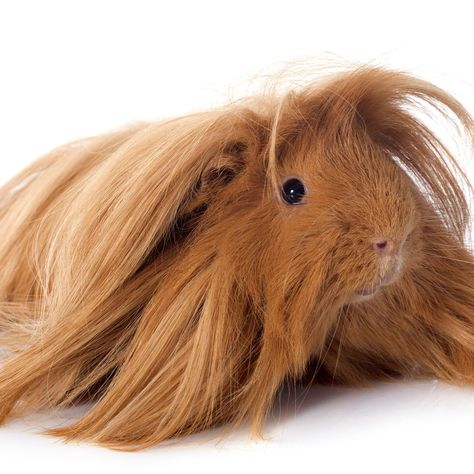 Peruvian Guinea Pig Guinea Pig Breeds, Peruvian Guinea Pig, Guinea Pig Breeding, Pig Showing, Pig Breeds, Fresh Vibes, Abyssinian, Guinea Pig, The Common