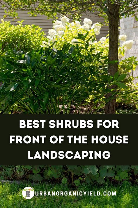 Easy Landscaping Front Yard, Low Maintenance Landscaping Front Yard, Shrubs For Landscaping, Landscaping Shrubs, Shade Landscaping, Front Yard Plants, Porch Landscaping, Bushes And Shrubs, Shade Shrubs