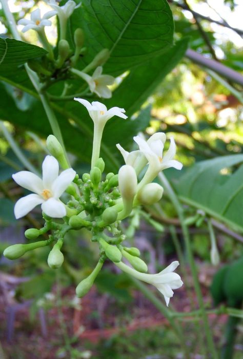 papaya flowers Papaya Flower, Bell Pepper Plant, Papaya Plant, Papaya Tree, Pepper Plants, Tomato Plants, Back Gardens, Bell Pepper, Papaya