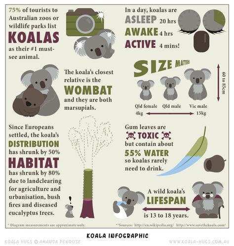 Australia Fun Facts, Basement Dehumidifier, Australia Facts, Koala Marsupial, Koala Craft, Animals Information, Infographic Poster, Nocturnal Animals, Animal Book