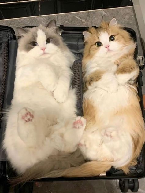 Black Munchkin Kitten, Ginger Ragdoll Cat, Cute Munchkin Cat, Munchkin Cat Aesthetic, Black Munchkin Cat, Fluffy Cat Aesthetic, Cat Munchkin, Cute Ginger Cat, Munchkin Cats