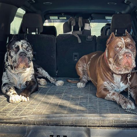 F A M I L Y #iceberg #retro #northamericanmastiff #northamericanmastiff_nam #canecorso #canecorsoofinstagram #merle #pitbull #bulldog… | Instagram Cane Corso Merle, Merle Cane Corso, North American Mastiff, Merle Pitbull, American Mastiff, Dog Goals, Mafia Style, Pitt Bulls, Cute Animals Puppies