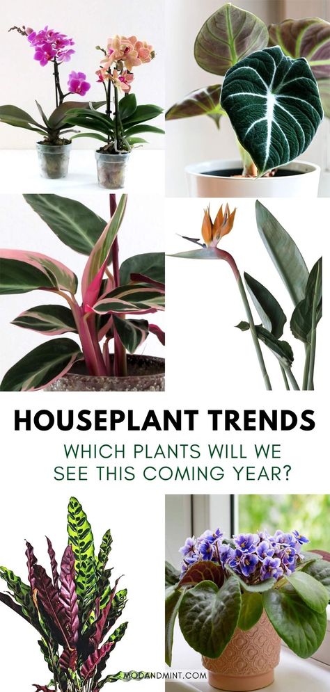 Looking to buy some new plants in the new year? Discover the biggest houseplant trends for 2023! These are a few of the houseplants that we'll be seeing a lot more of in the coming year. modandmint.com. Rare Houseplants 2023, Trendy Plants 2023, Plant Trends 2023, Indoor Plant Trends 2023, Trendy Plants Indoor, Trending Plants 2023, Large House Plants Indoor, Low Light Plants Indoor, Mint House