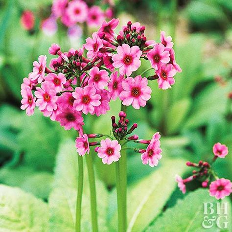 Primrose | Better Homes & Gardens Primrose Plant, Water Garden Plants, Bog Garden, Plant Encyclopedia, Cardinal Flower, Pond Plants, Have Inspiration, Garden Edging, Low Maintenance Plants