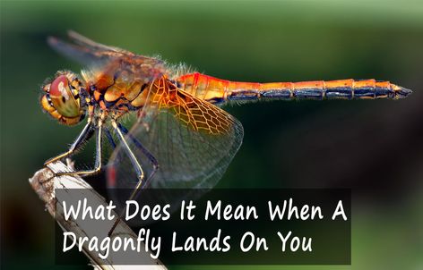 What Does It Mean When A Dragonfly Lands On You – Dragonfly Landing On Me, What Does A Dragonfly Symbolize, Dragonfly Meaning Spiritual, Fingerprint Heart Tattoos, Dragonfly Meaning, Dragonfly Quotes, Fingerprint Heart, Animal Meanings, Mystical Creature