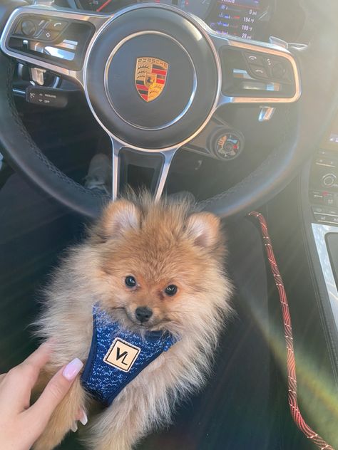 sweet baby ❤️ #pomeranian #pomeranianpuppy #porsche #luxury Porsche Luxury, Baby Pomeranian, Cute Pomeranian, Pomeranian Puppy, Luxury Car, Luxury Cars, Porsche, Dogs, Pins