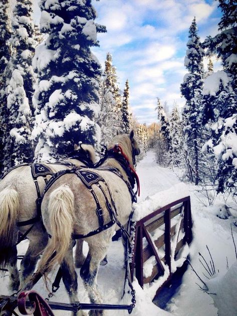 This Alaska Adventures Sleigh Ride Tour Is What Winter Wonderland Dreams Are Made Of Draft Horse Breeds, Horse Adventure, Sled Ride, Fjord Horse, Sleigh Rides, Alaska Adventures, Eventing Horses, Horse Crazy, Draft Horses