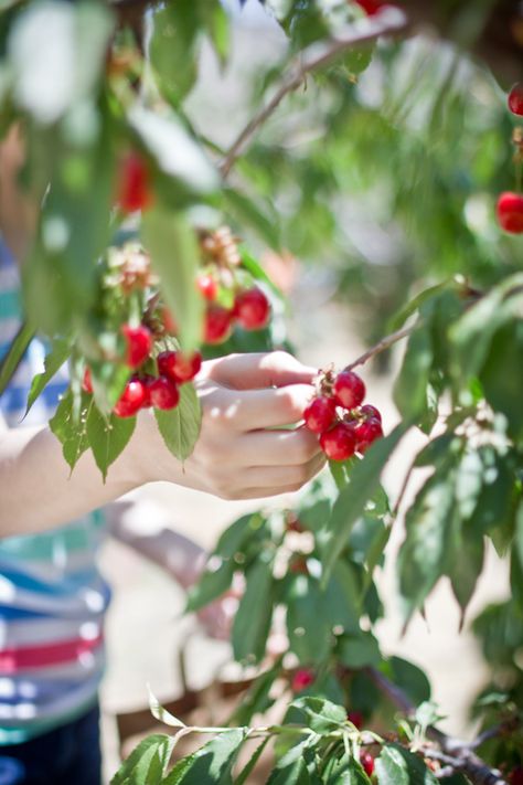 Cherry Jam with Honey, Black Pepper, and Orange Blossom | Adventures in Cooking