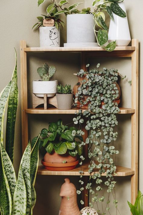 Plant Boutique, Corner Plant Shelf, Plant Decoration Ideas, Warm Home Aesthetic, Plant Ladder, Corner Shelf Unit, Corner Plant, Plant Goals, Apartment Plants