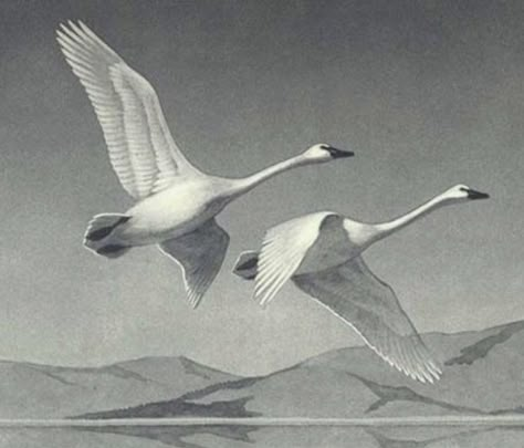 Swan Drawing, Swan Tattoo, Swan Pictures, Fly Drawing, Wedding Rings Sets His And Hers, Swan Art, Trumpeter Swan, Swan Painting, Flying Tattoo