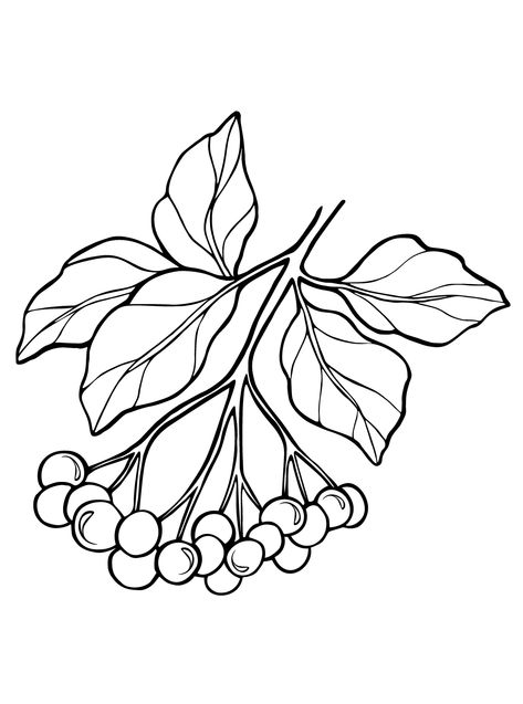 Elderberry - Lol Coloring Pages Elderberry Tattoo, Elderberry Tree, Lol Coloring Pages, Lol Coloring, Tree Drawing, Tatting, Coloring Pages, Drawings, Color