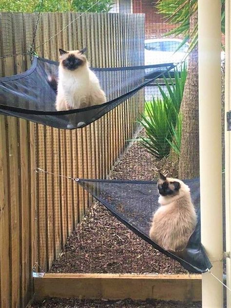 Outdoor Cat Hammock, Cat Netting Enclosure, Cat Porch Ideas, Cat Runs Enclosure, Cat Cage Ideas, Cat Outside Enclosure, Cat Enclosure Outdoor, Catio Ideas Cat, Cat Netting