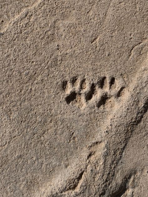 Paw prints Paw Print Aesthetic, Paws Aesthetic, Paw Aesthetic, Jackson Core, Paw Print Nails, Brown Wavy Hair, App Logos, Puppy Paw, Cat Paw Print