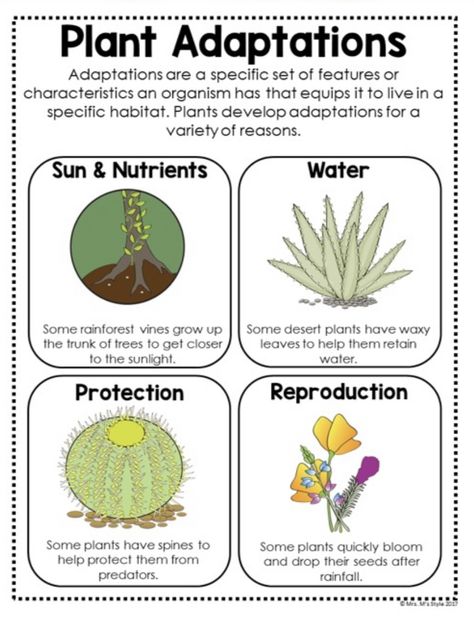 Plants Adaptations Activities, Plant Adaptations Activities, Adaptations Activities, Plant Adaptations, Homeschool Nature, Rainforest Theme, Homeschool Nature Study, Plants Unit, Science Notes