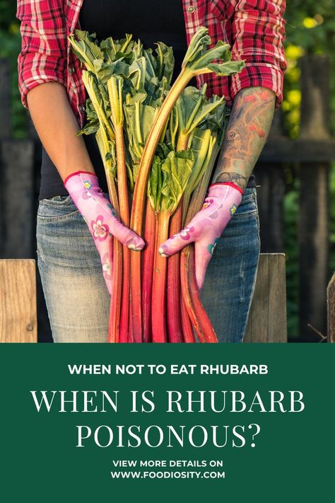 is rhubarb poisonous? Rhubarb Benefits, When To Harvest Rhubarb, Growing Vegetables From Seeds, Rhubarb Rhubarb, Freeze Rhubarb, Growing Rhubarb, Rhubarb Plants, Vegetable Benefits, Perennial Vegetables