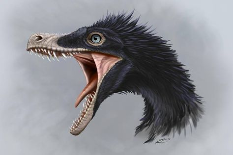 Veloceraptor Feathers Drawing, A Dinosaur, Feathers